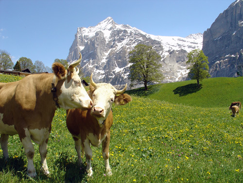617-Berner Oberland_Cows and Wetterhorn.jpg